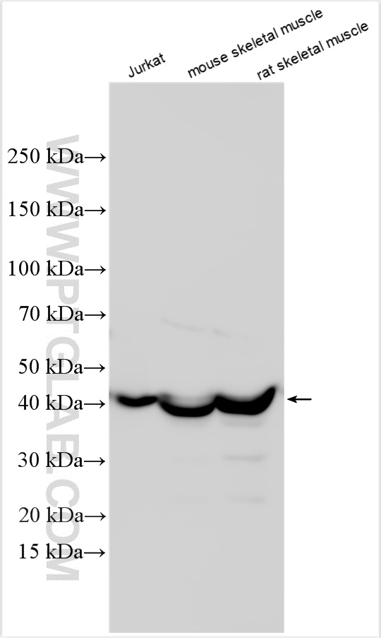 WB analysis using 28125-1-AP