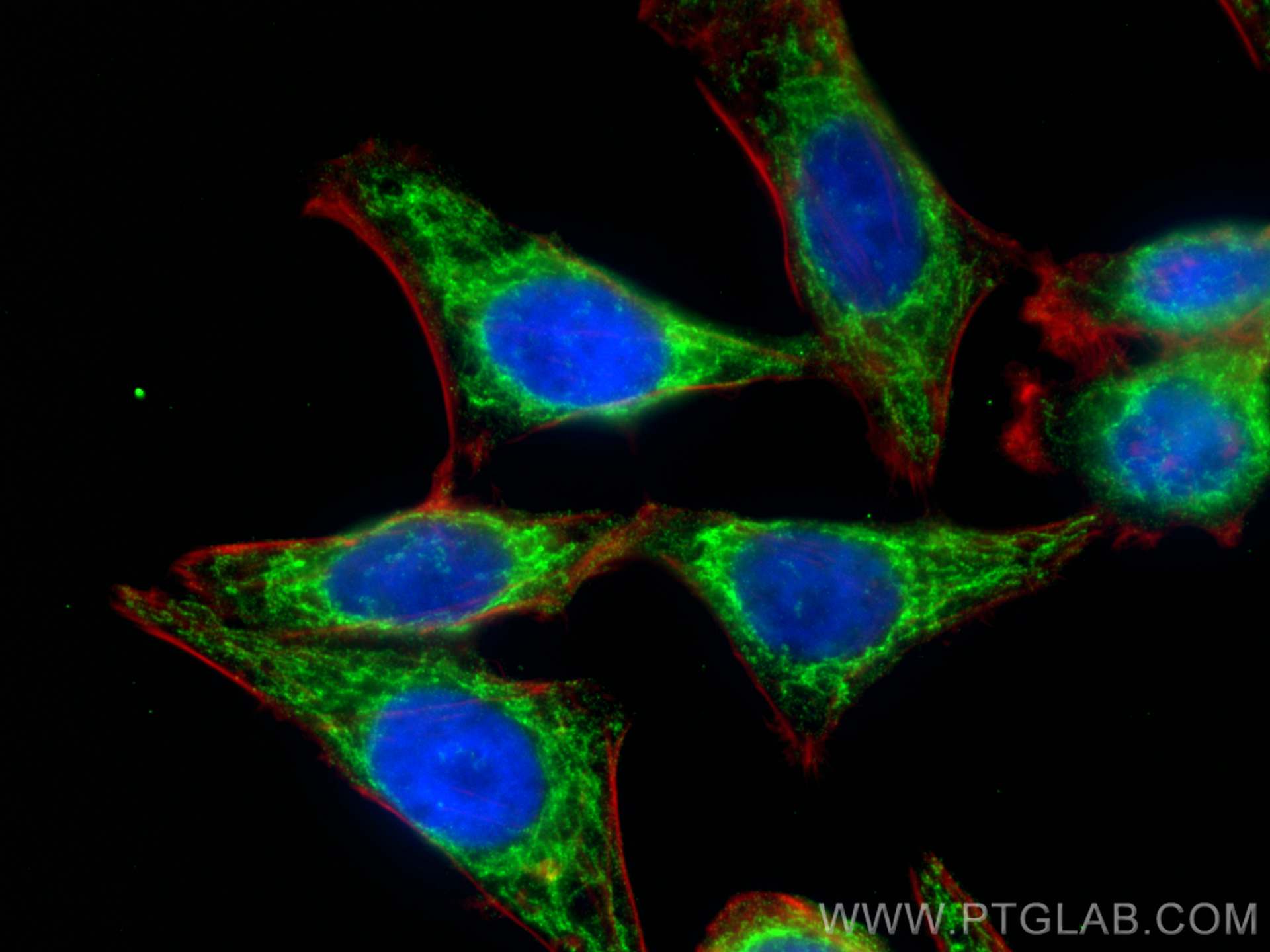 IF Staining of HepG2 using 68329-1-Ig