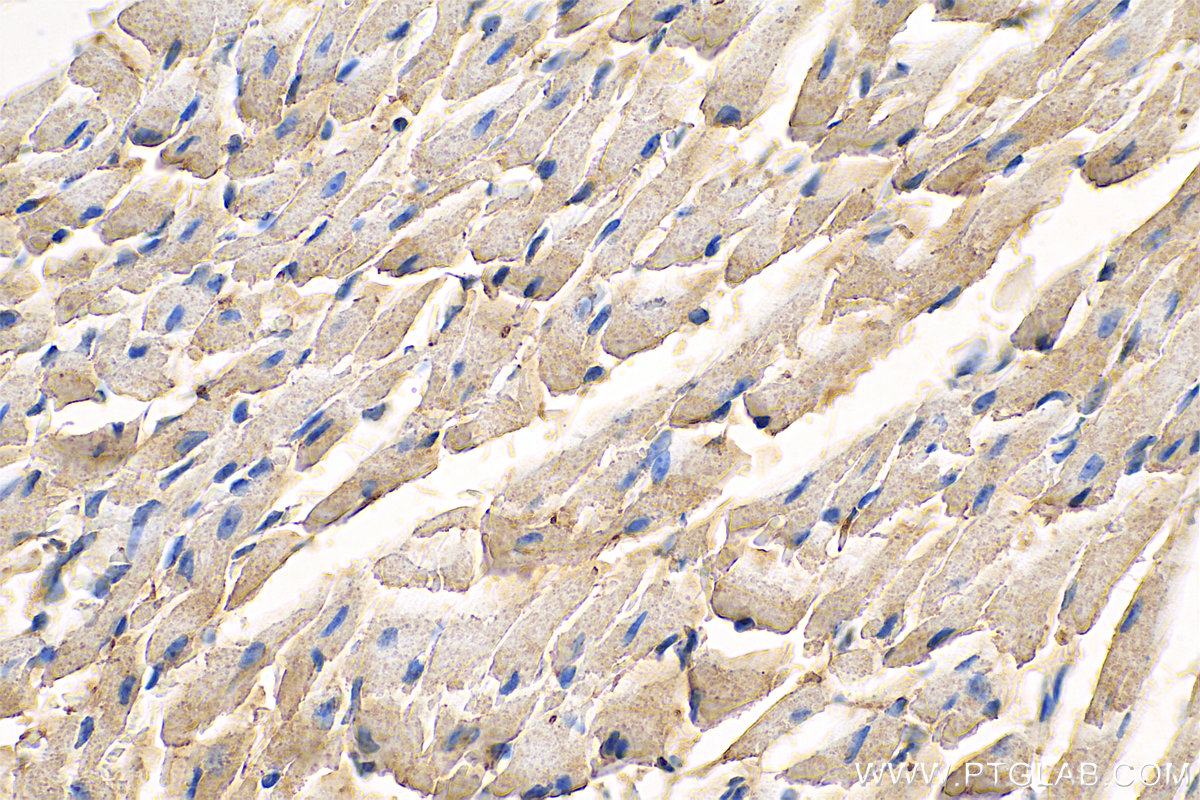 IHC staining of mouse heart using 68150-1-Ig (same clone as 68150-1-PBS)