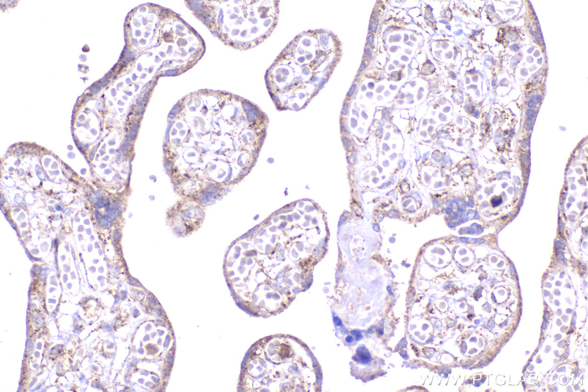 IHC staining of human placenta using 13430-1-AP