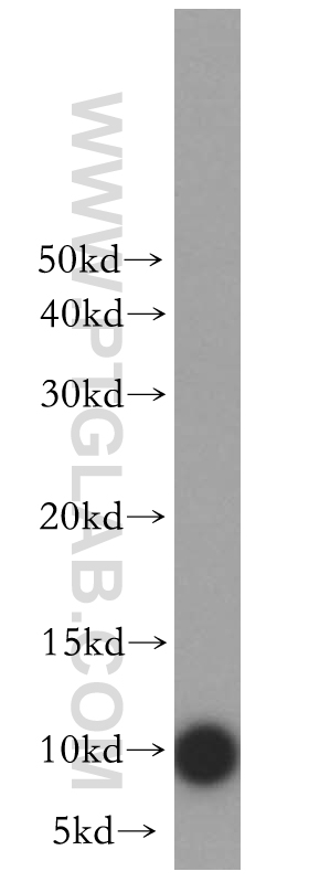 WB analysis of HepG2 using 13430-1-AP