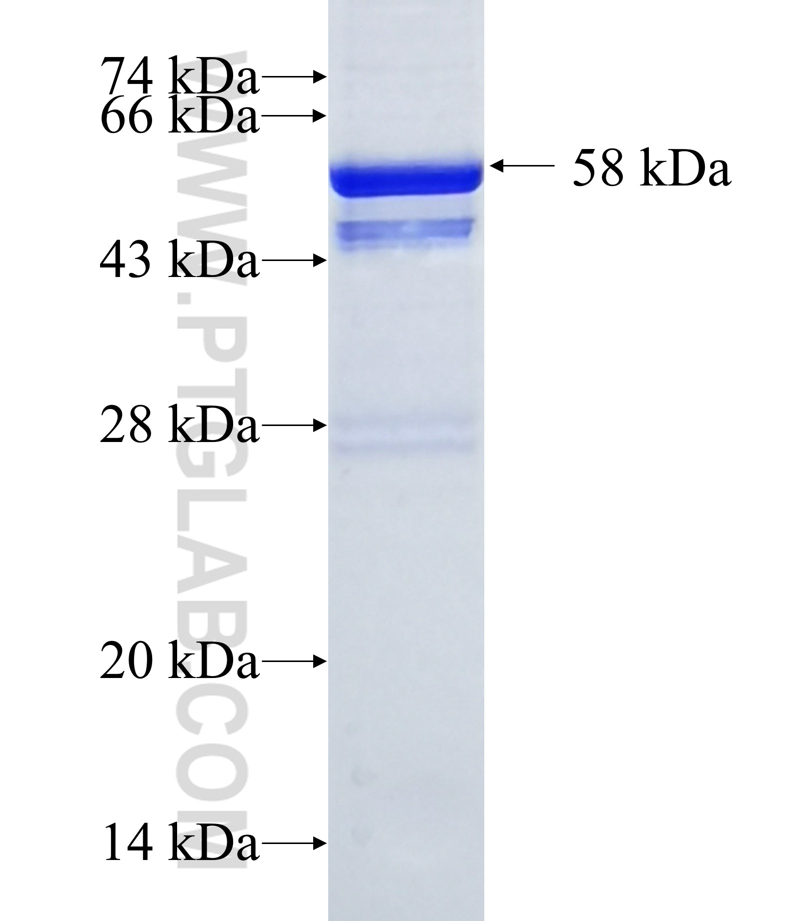 NEDD1 fusion protein Ag33603 SDS-PAGE