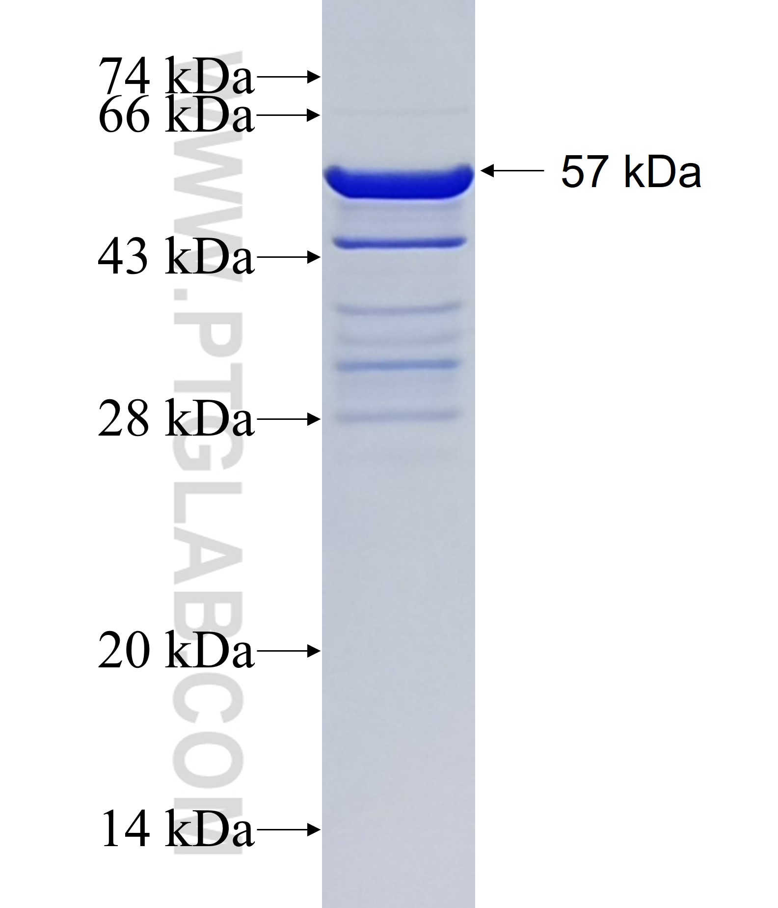 NEDD9 fusion protein Ag34170 SDS-PAGE