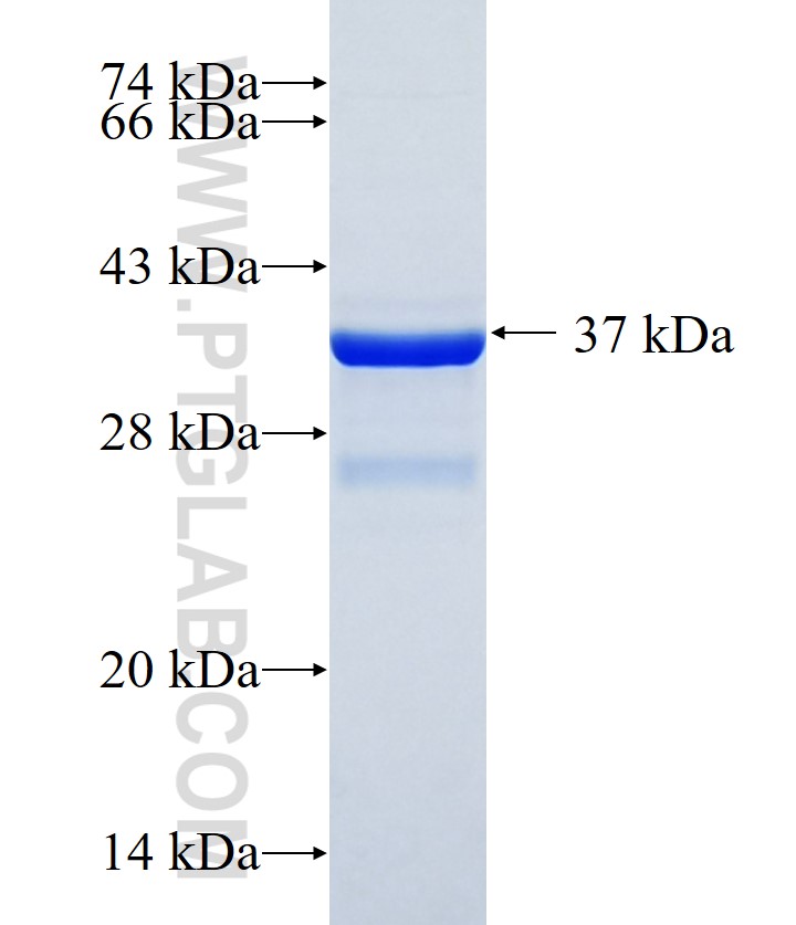 NELF fusion protein Ag34902 SDS-PAGE