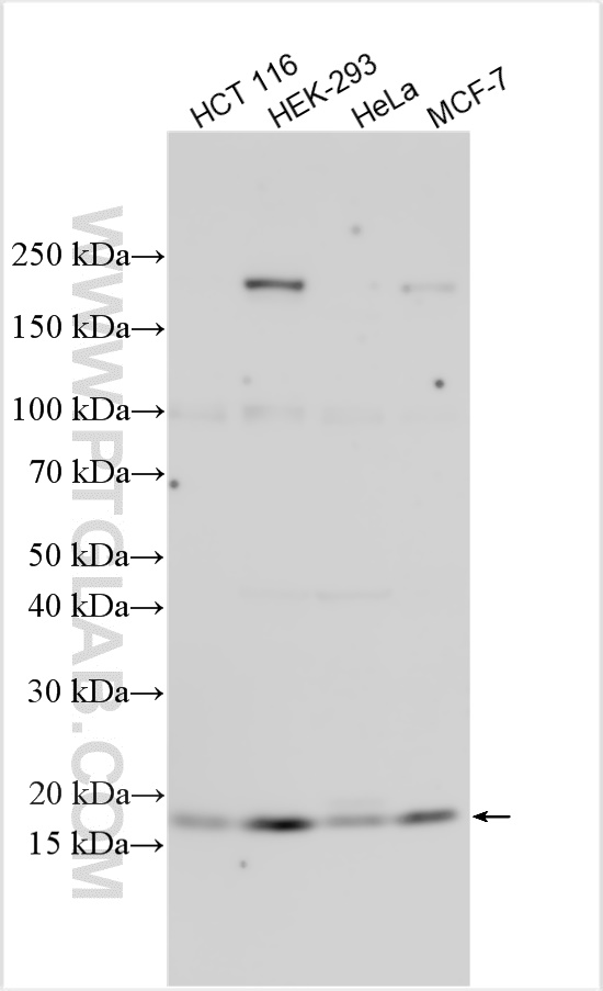 WB analysis using 15760-1-AP