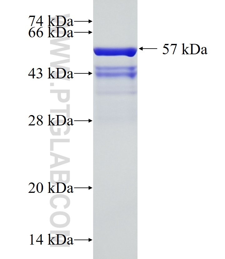 NES fusion protein Ag29600 SDS-PAGE