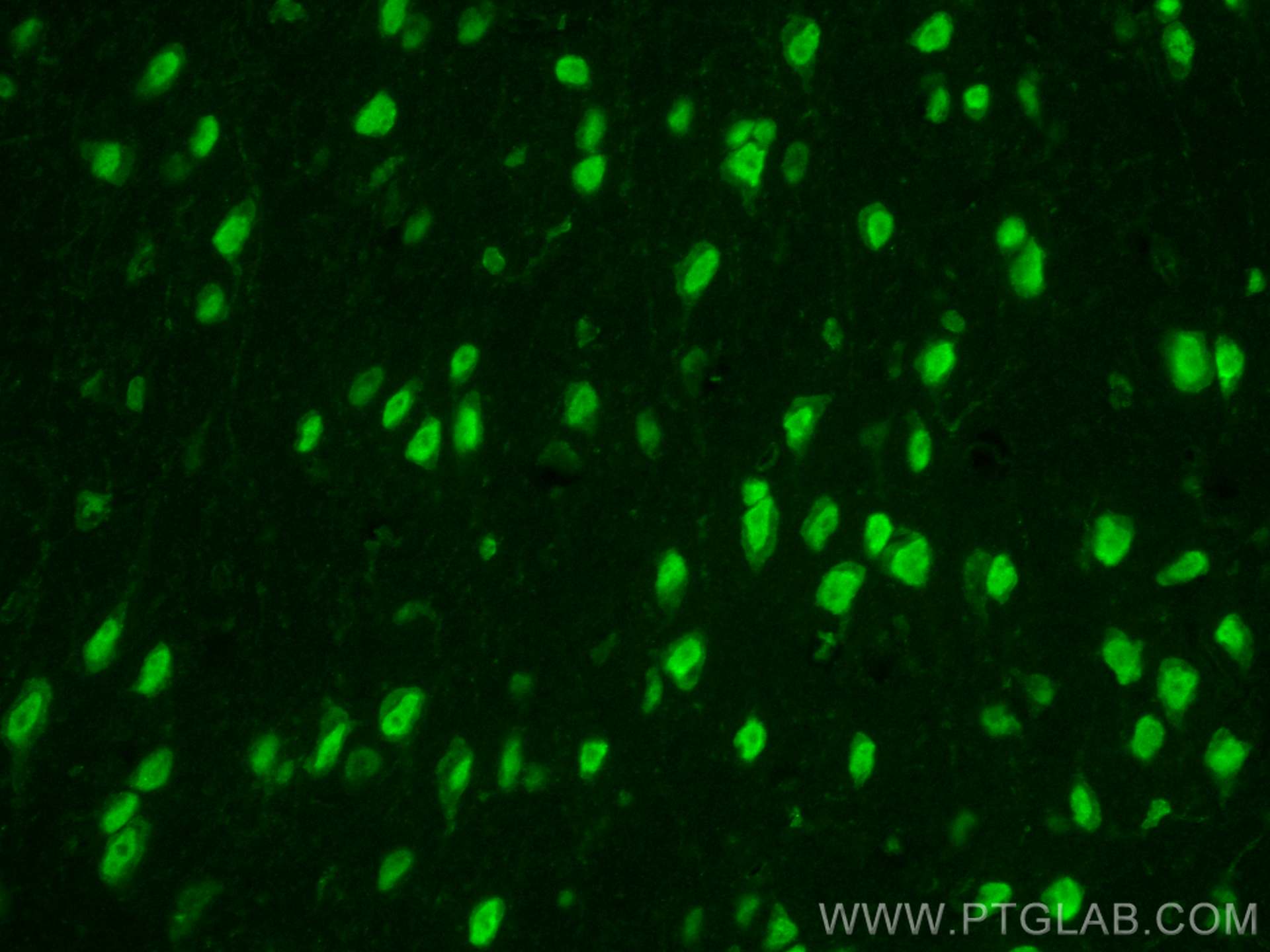 IF Staining of mouse brain using CL488-28180