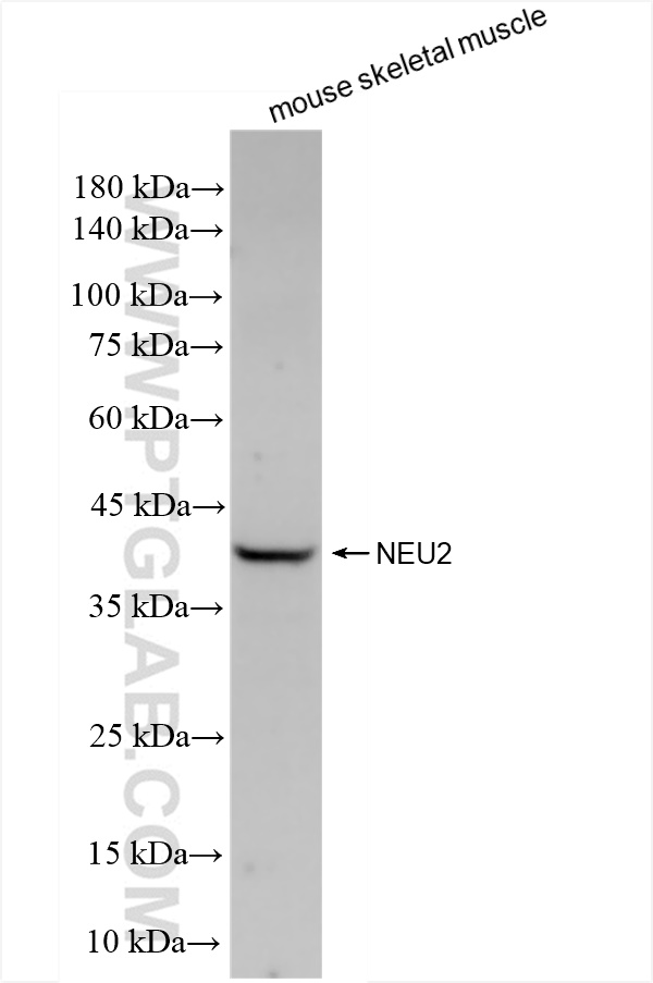 WB analysis of mouse skeletal muscle using 83934-1-RR