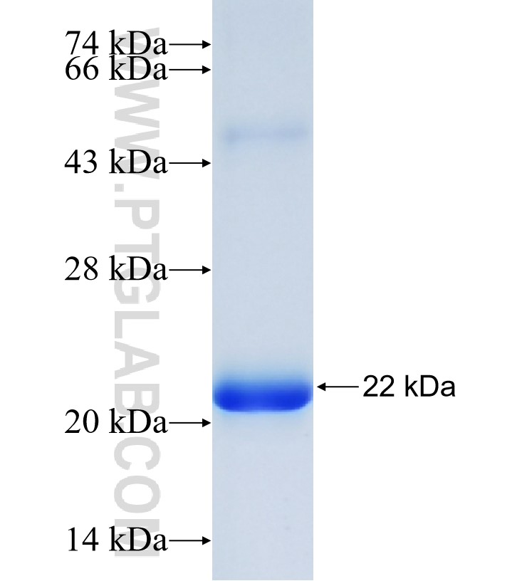 NEUROD6 fusion protein Ag26213 SDS-PAGE