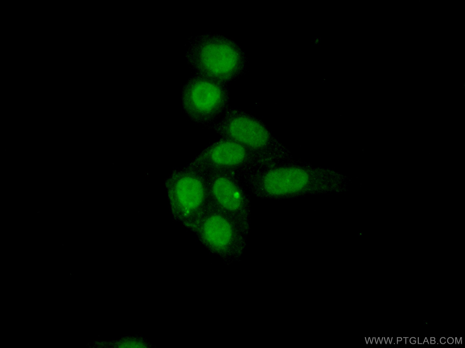 IF Staining of HepG2 using 24572-1-AP