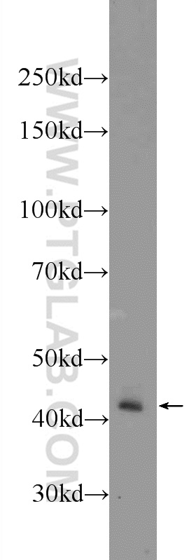 WB analysis of K-562 using 24572-1-AP