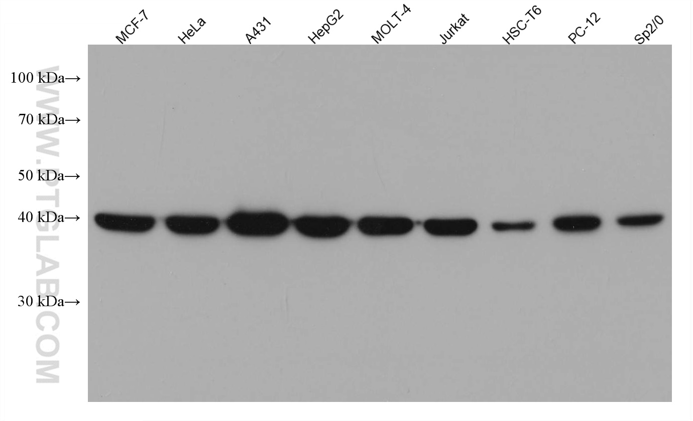 WB analysis using 67685-1-Ig (same clone as 67685-1-PBS)