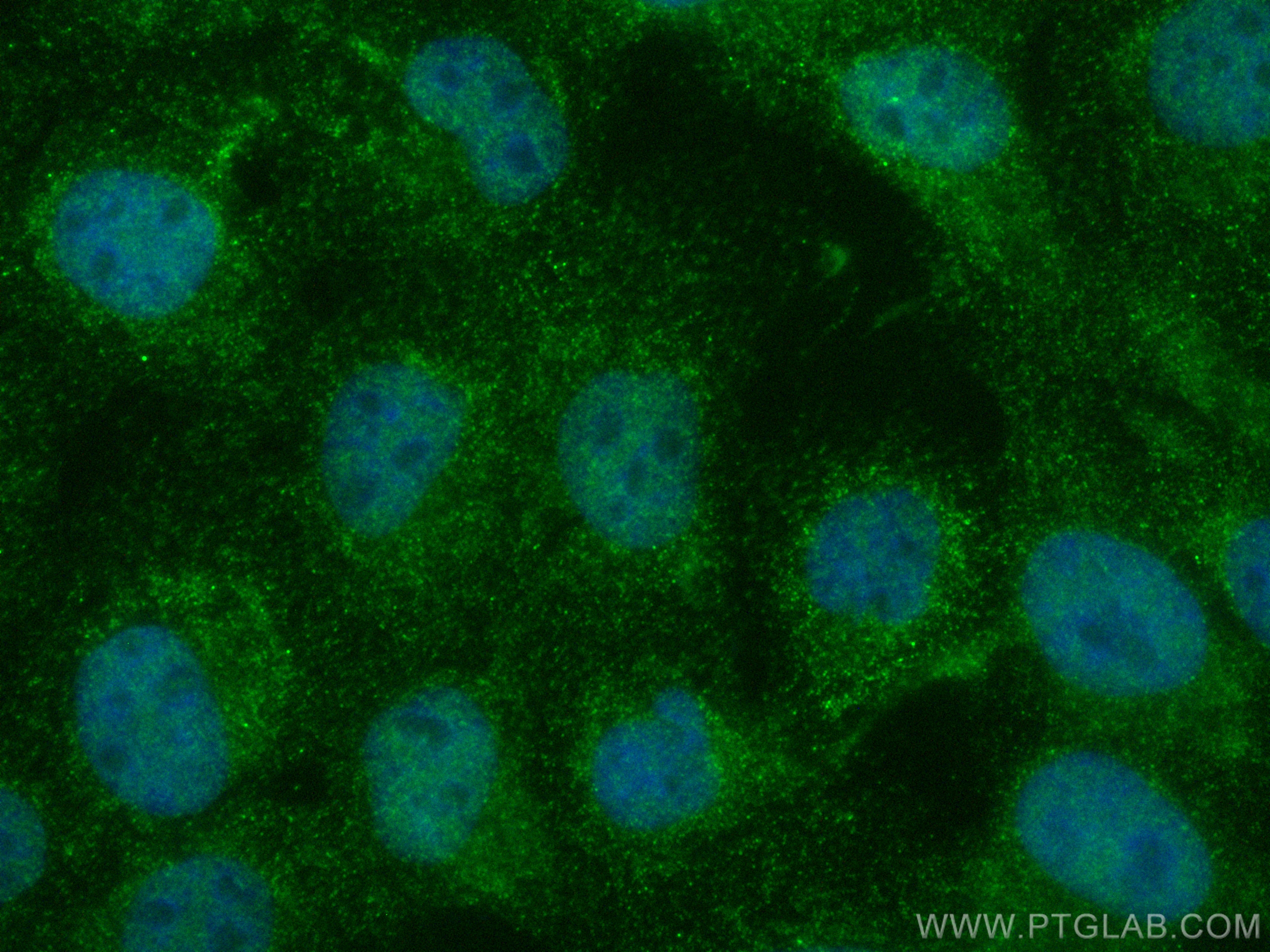 IF Staining of A431 using CL488-68213