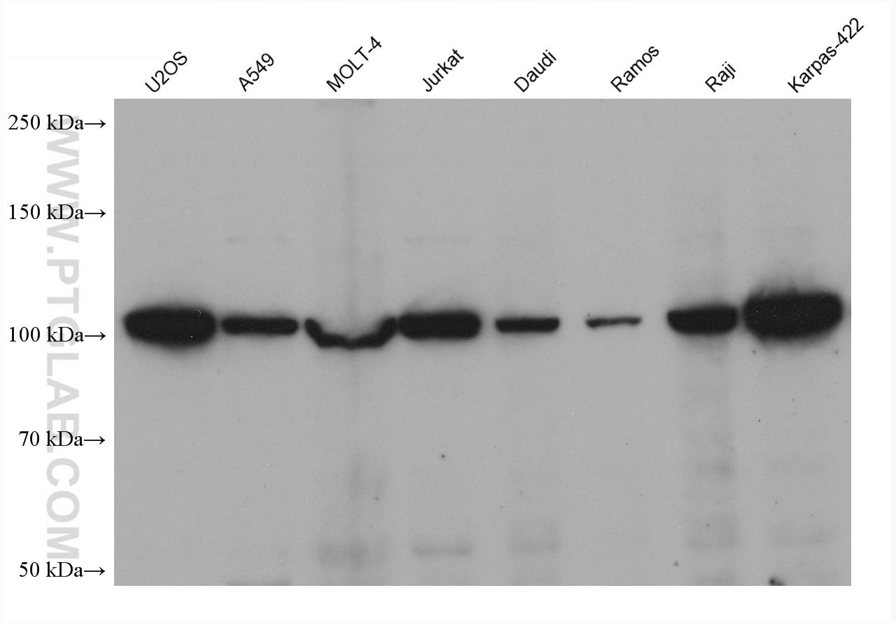 WB analysis using 66963-1-Ig