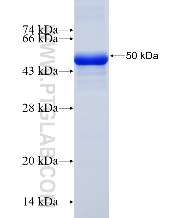 NFATC1 fusion protein Ag13014 SDS-PAGE