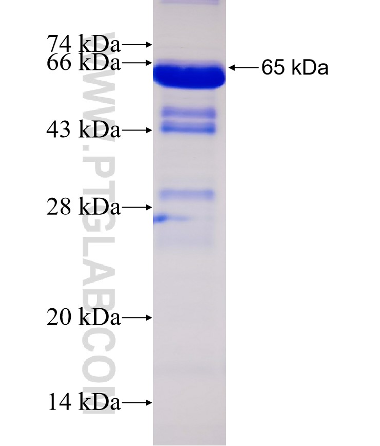 NFE2L1 fusion protein Ag32992 SDS-PAGE