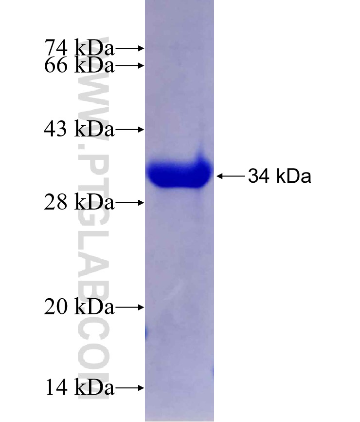 NFE2L3 fusion protein Ag29440 SDS-PAGE