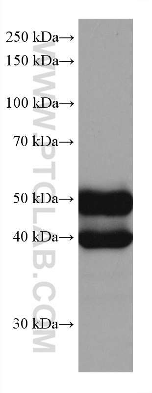 WB analysis of HeLa using 67983-1-Ig