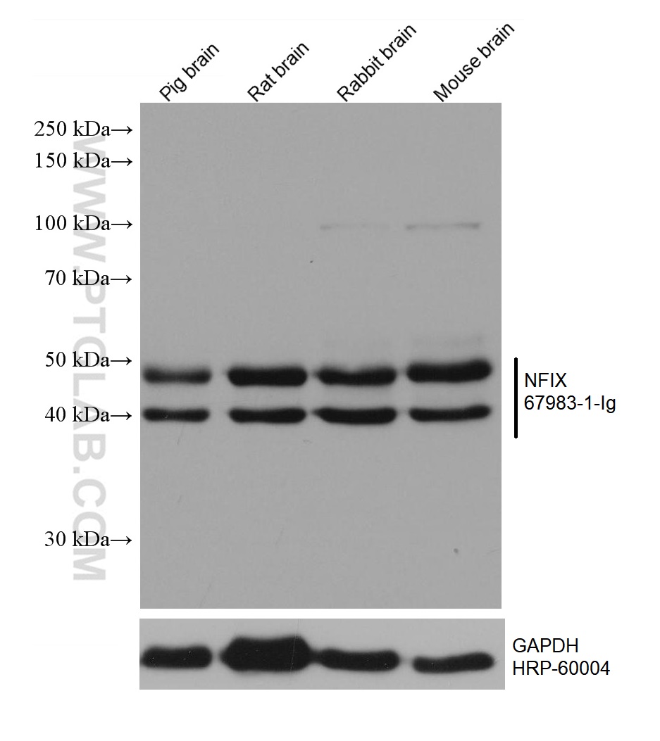 WB analysis using 67983-1-Ig