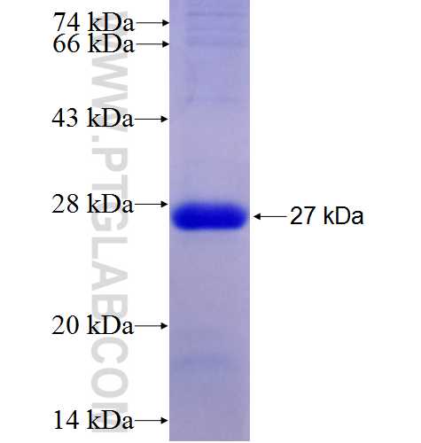 NFS1 fusion protein Ag8017 SDS-PAGE