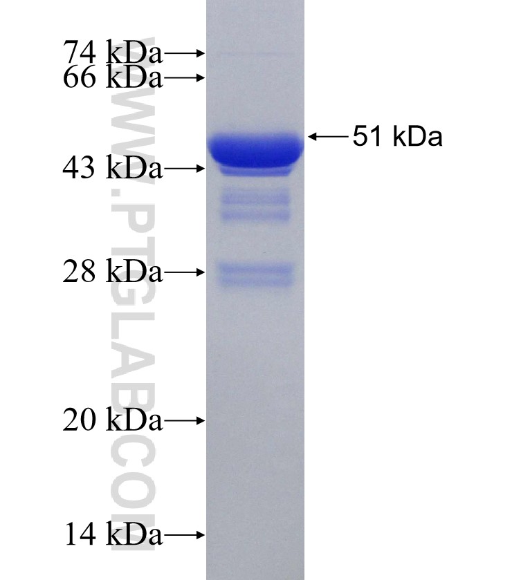 NHE1 fusion protein Ag31192 SDS-PAGE