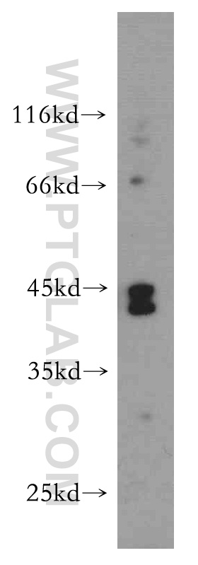 WB analysis of L02 using 21310-1-AP