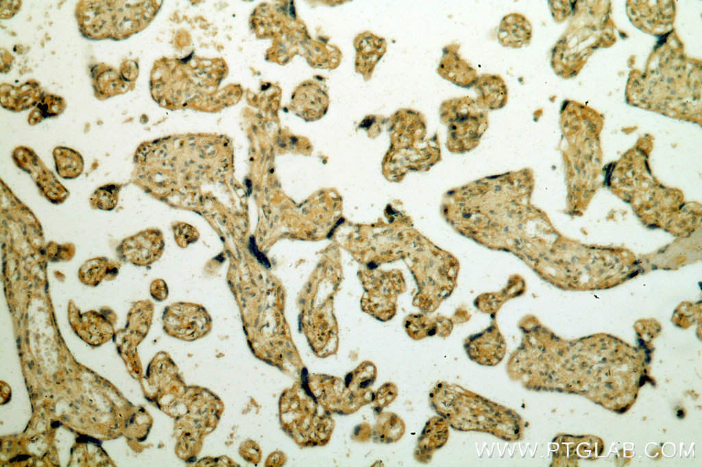 IHC staining of human placenta using 19076-1-AP