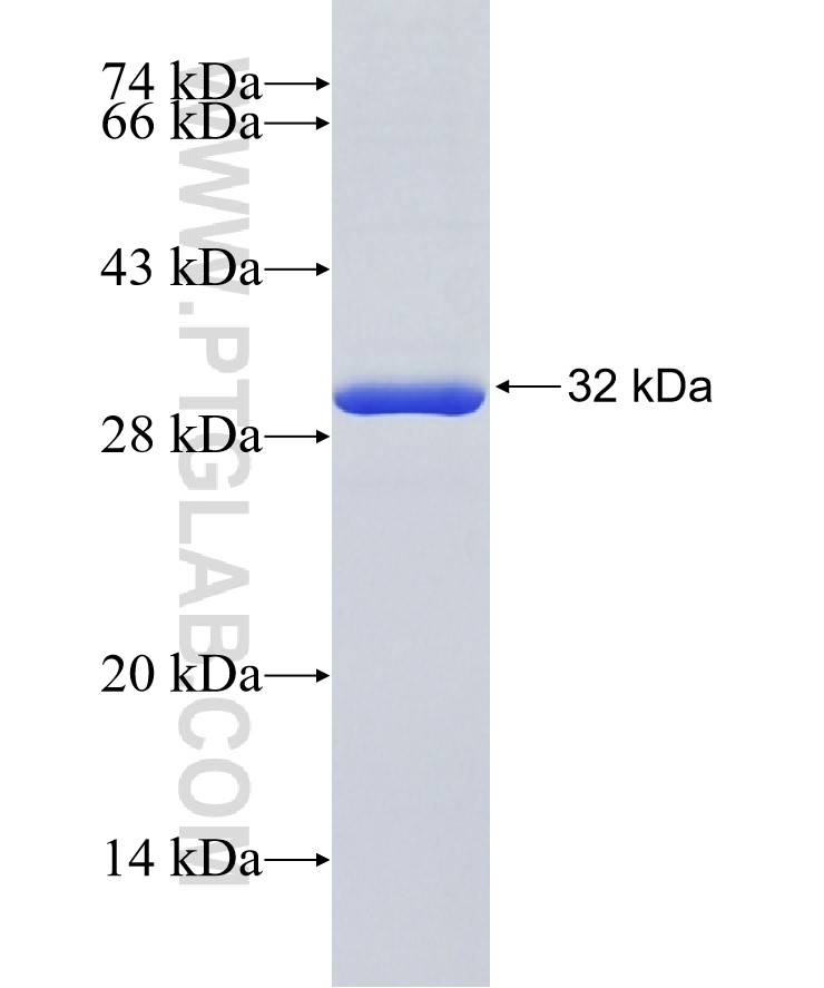 NIT2 fusion protein Ag9889 SDS-PAGE