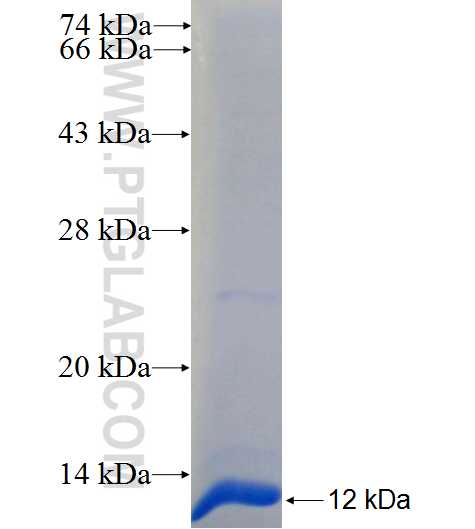 NKAIN1 fusion protein Ag24499 SDS-PAGE