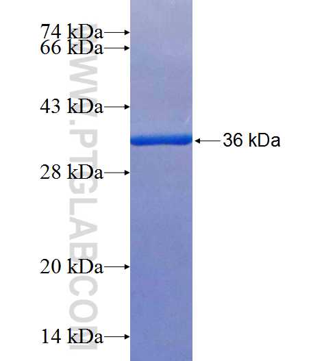 NKAPL fusion protein Ag25779 SDS-PAGE