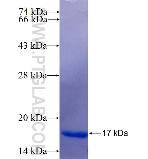 NLGN1 fusion protein Ag25412 SDS-PAGE