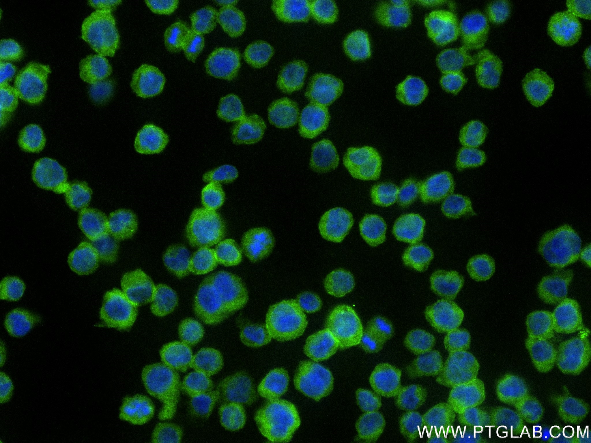 IF Staining of THP-1 using 83384-2-RR