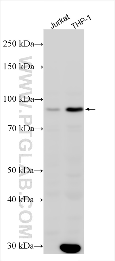 NLRP10