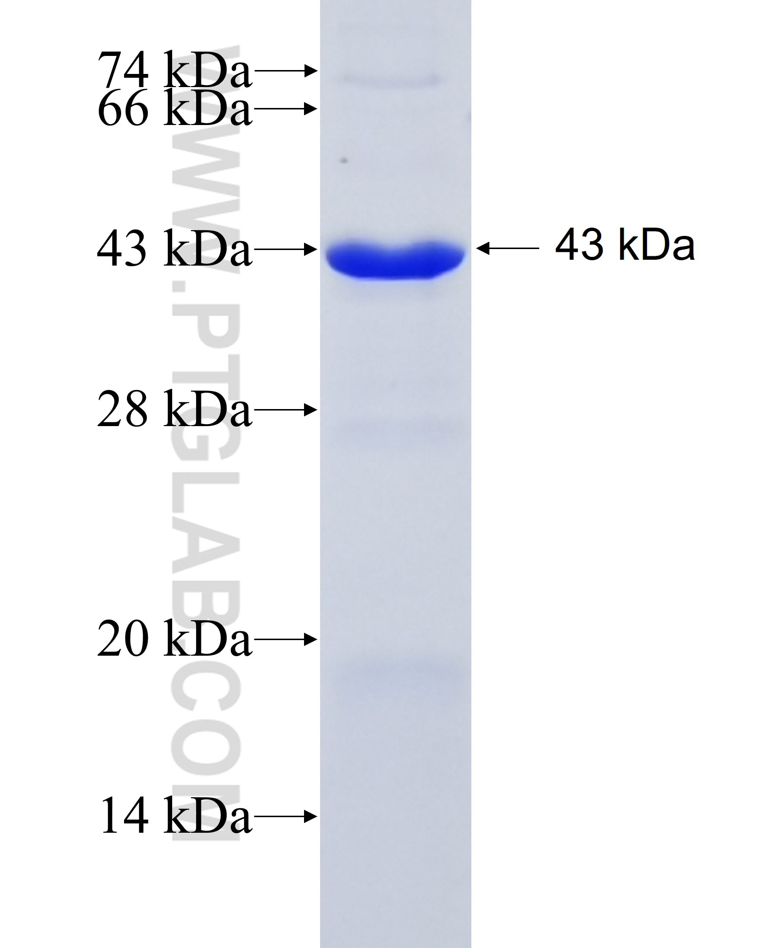 NLRP10 fusion protein Ag20703 SDS-PAGE