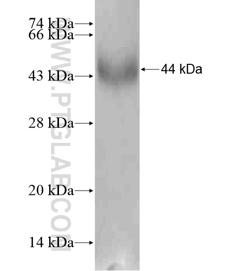 NLRP13 fusion protein Ag20544 SDS-PAGE