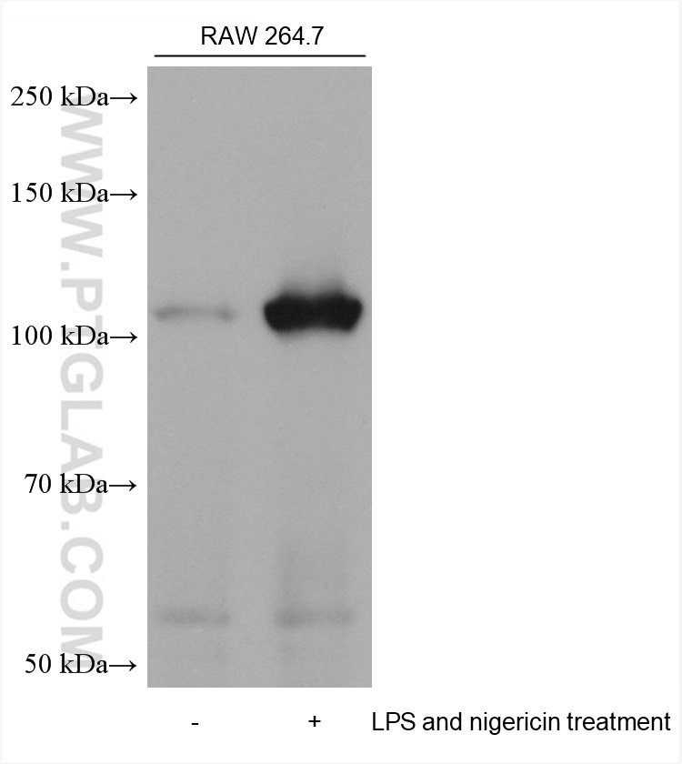 WB analysis using 68102-1-Ig