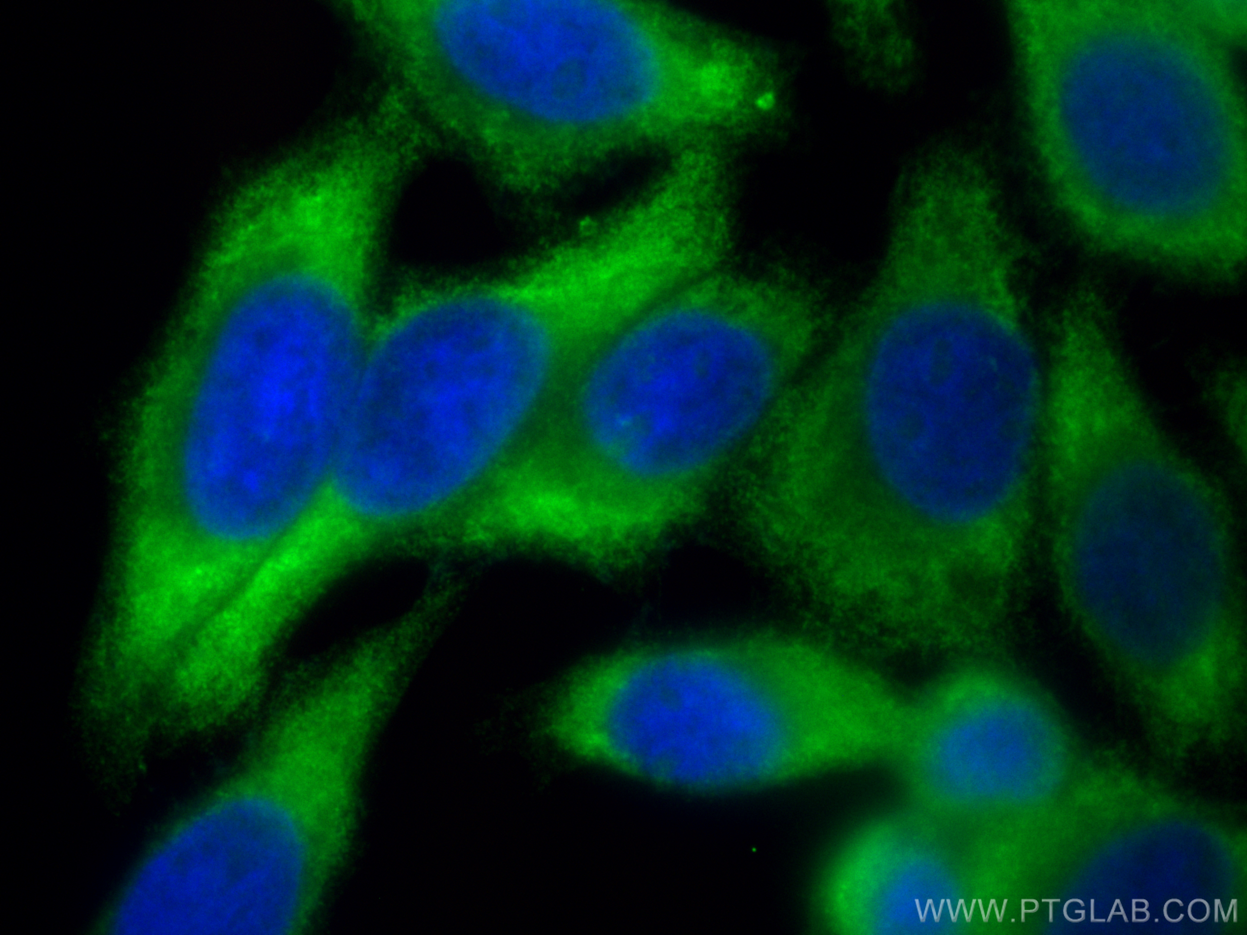 IF Staining of HepG2 using CL488-19771