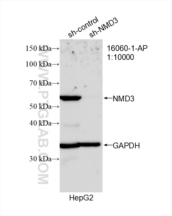 WB analysis of HepG2 using 16060-1-AP