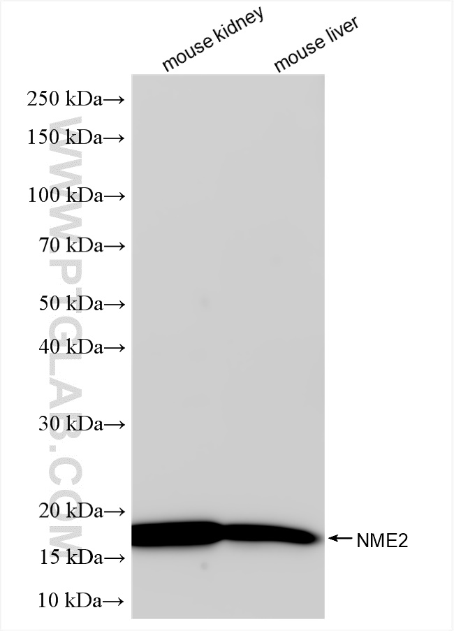 WB analysis using 85074-2-RR