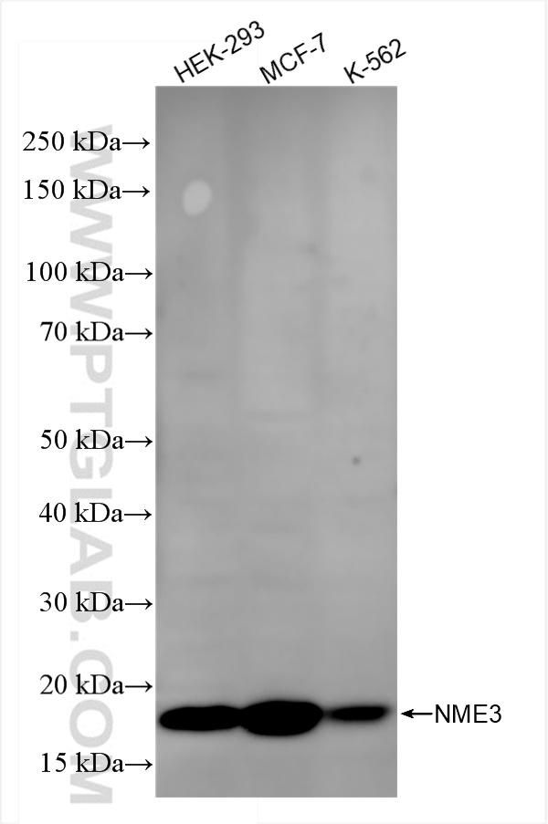 WB analysis using 84278-5-RR