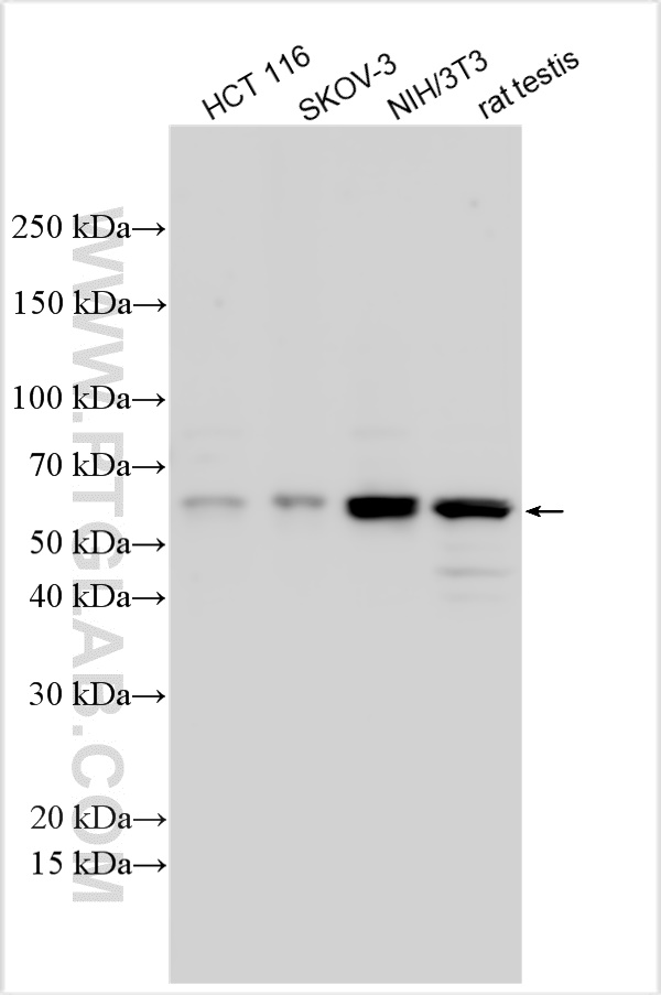 WB analysis using 15720-1-AP