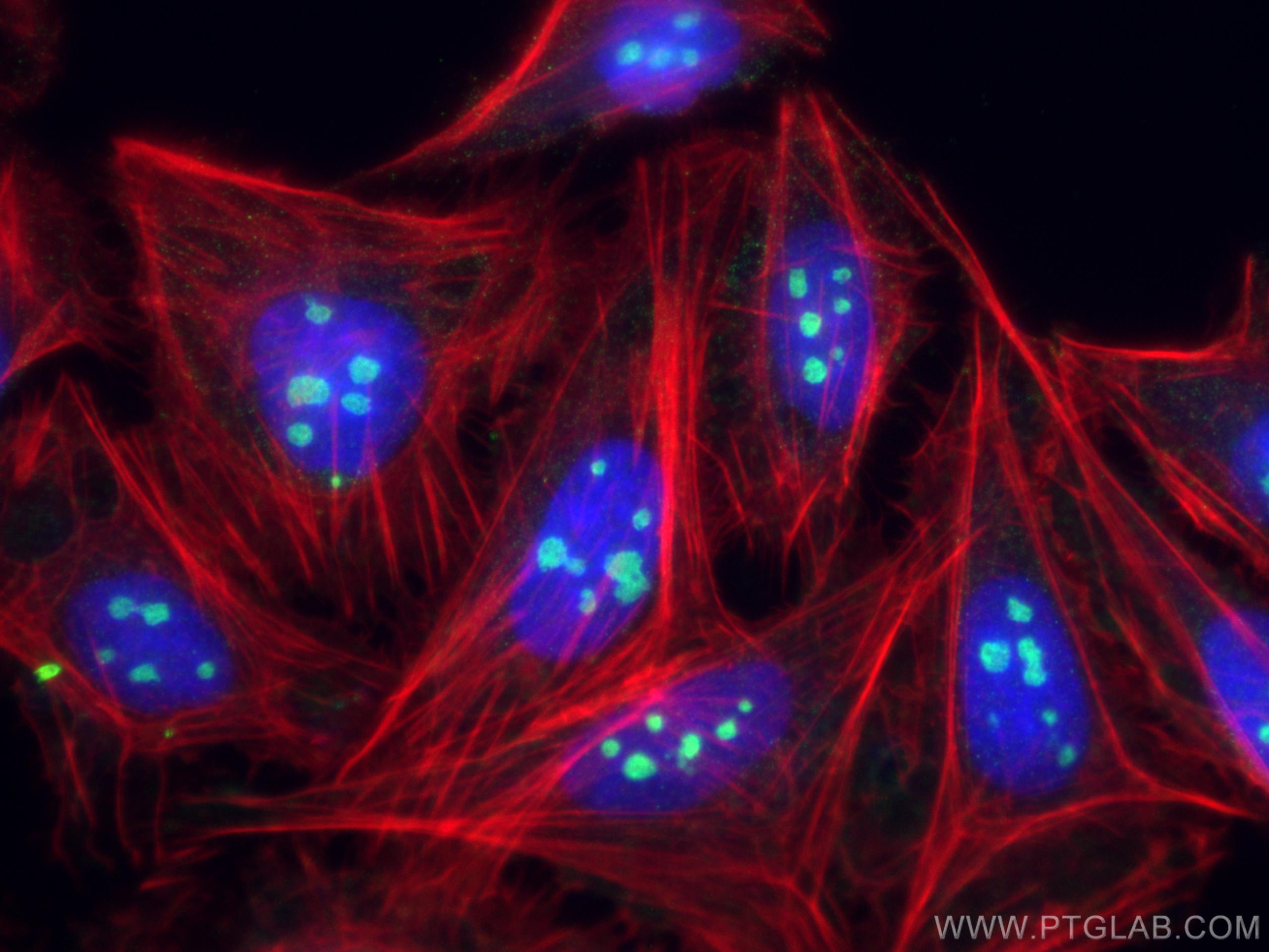 IF Staining of U2OS using 28509-1-AP