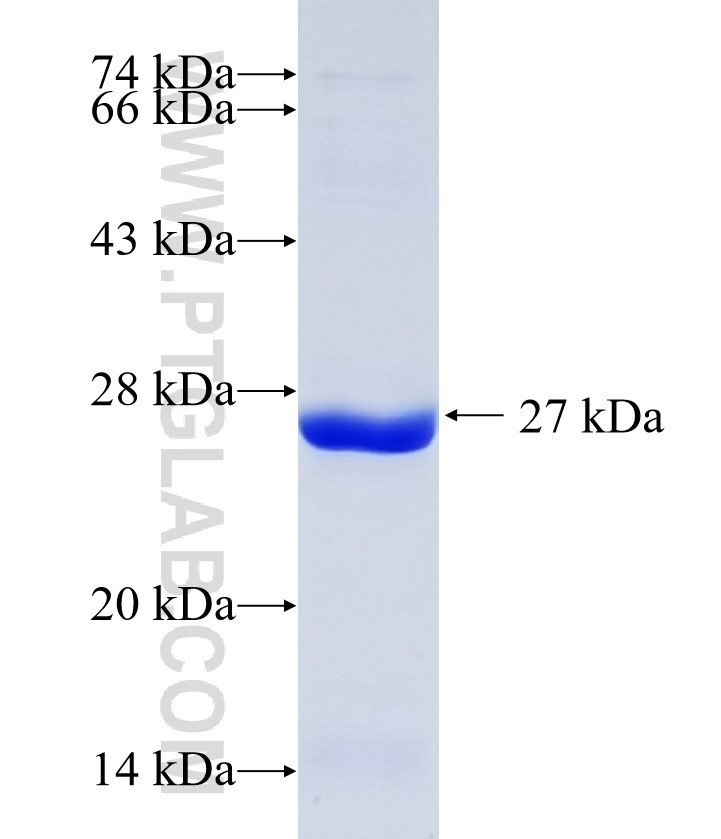 NOD1 fusion protein Ag31831 SDS-PAGE