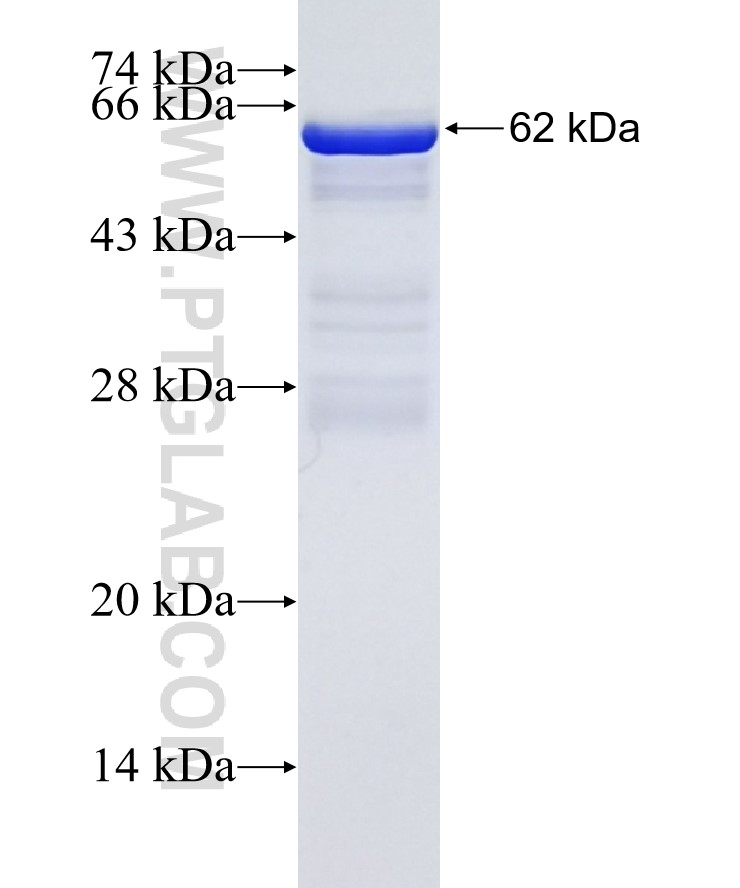 NOD1 fusion protein Ag3697 SDS-PAGE