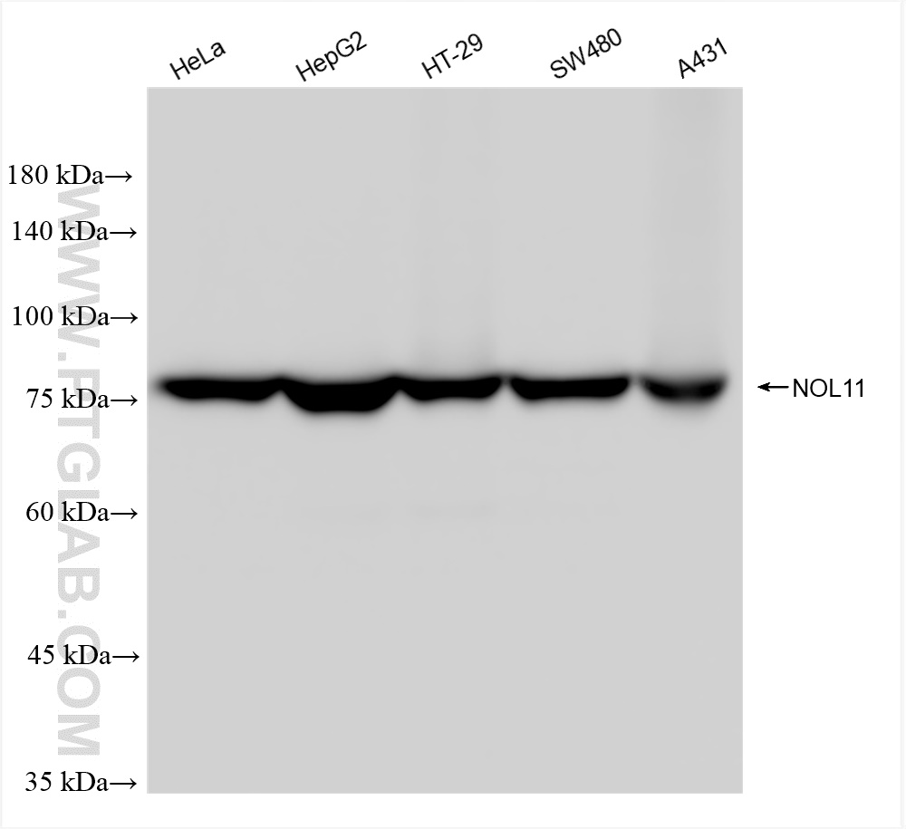 WB analysis using 83391-6-RR