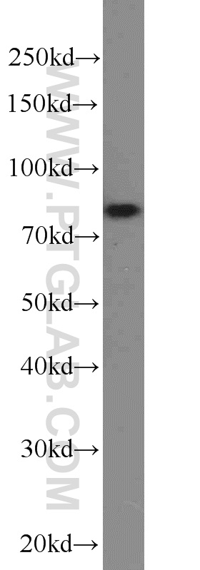 WB analysis of HEK-293 using 16083-1-AP