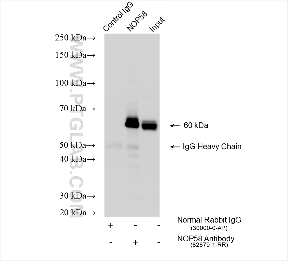 IP experiment of HeLa using 82879-1-RR