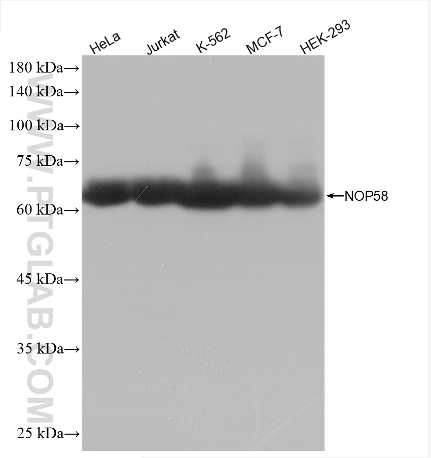 WB analysis using 82879-1-RR (same clone as 82879-1-PBS)