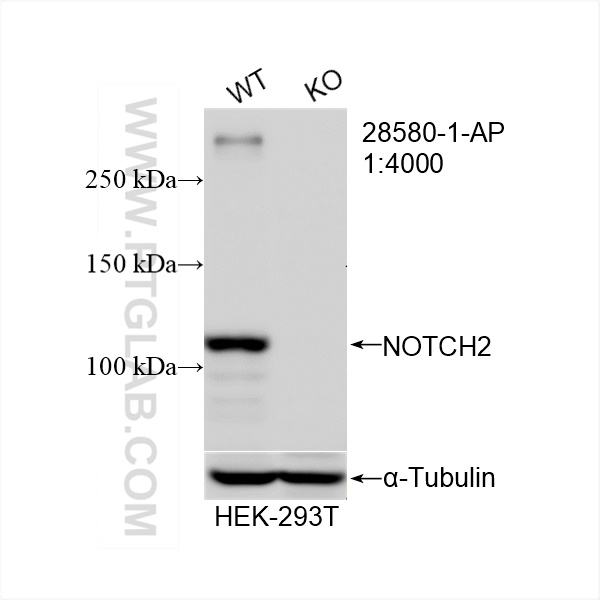 WB analysis of HEK-293T using 28580-1-AP