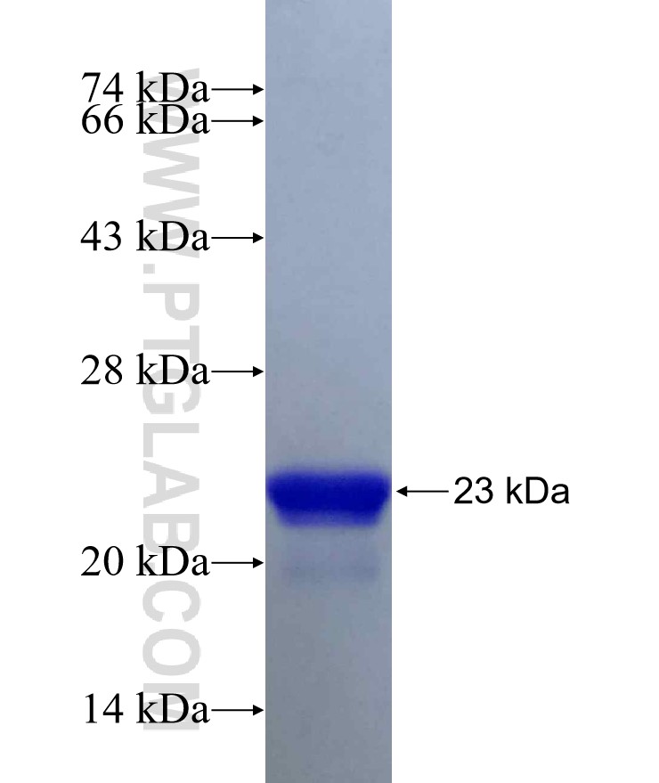 NOTCH2 fusion protein Ag29448 SDS-PAGE